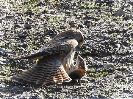 Kestrel with mammal prey (c) Garry Wright