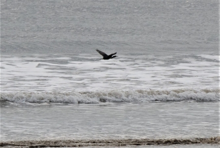 Shag flying over the sea (c) Dick Lorand
