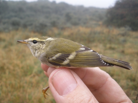 Yellow-browed warbler (c) Alan Ball