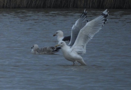 Caspian gull (c) Roger Labbett