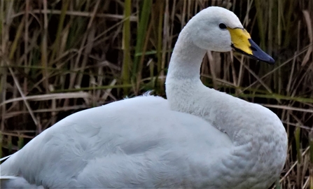 Whooper swan (c) Dick Lorand