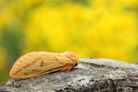 Ghost moth female 