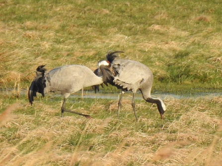 Crane pair at Willow Tree Fen in spring 2022