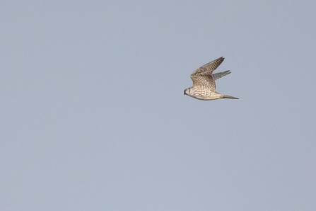 Very pale peregrine falcon of the Arctic tundra race ‘calidus’ 