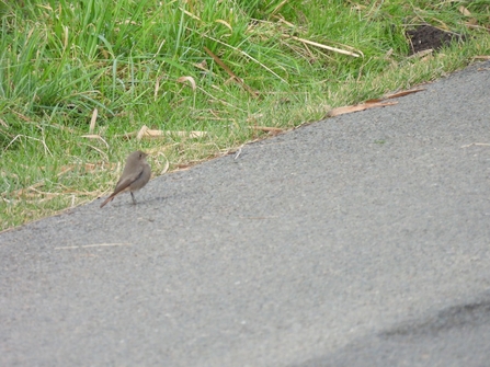 Black redstart on the side of a path (C) Garry Wright