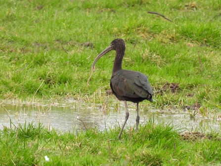 Glossy ibis standing in wet grassland (c) Garry Wright
