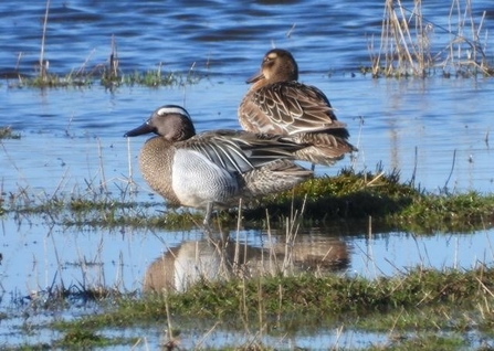 Pair of garganey on Anderby Marsh (c) Roger Labbett