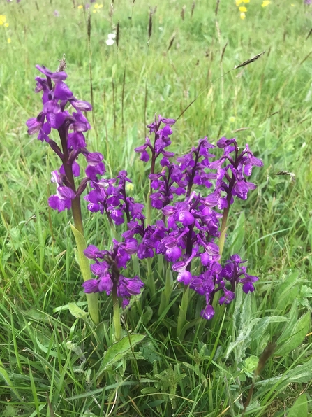 Green-winged orchid (c) Richard Doan