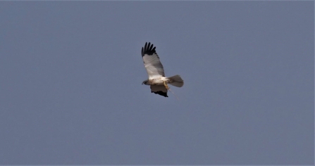 Marsh harrier in flight (c) Garry Wright