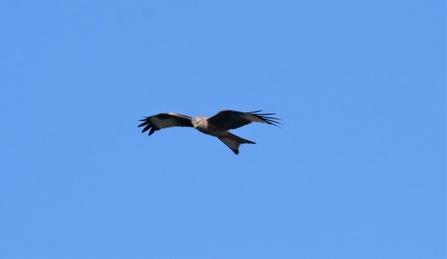 Red kite in flight (c) Dick Lorand