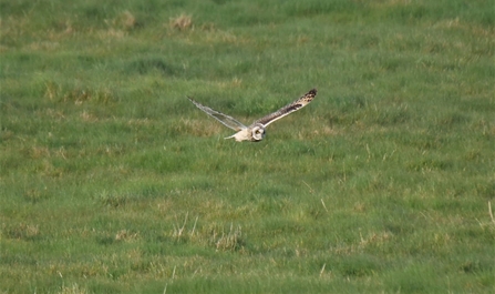 Short-eared owl flying over grassland (Dick Lorand)