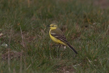 Yellow wagtail (c) Garry Wright