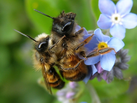 Male and female red mason bee