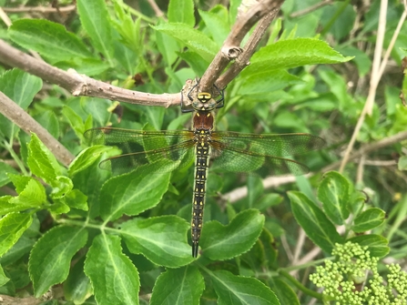 Hairy dragonfly resting on vegetation (c) Garry Wright