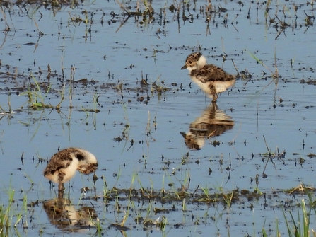 Two lapwing chicks in shallow water (Garry Wright)