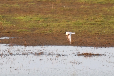 Little gull in flight (Garry Wright)