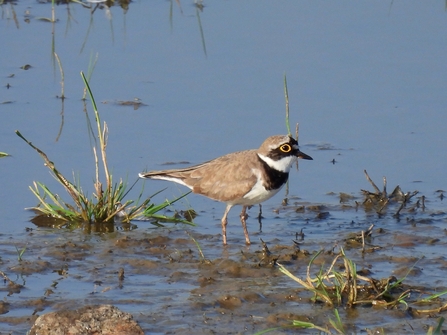 Little ringed plover (c) Garry Wright