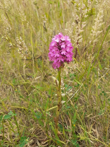 Pyramidal orchid (c) Richard Doan