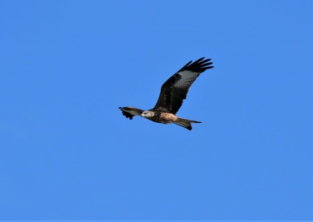 Red kite in flight (c) Dick Lorand