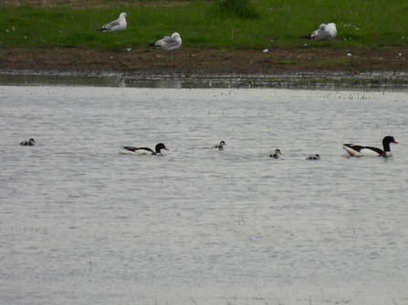 Pair of shelduck with four chicks swimming on a wetland (c) Garry Wright