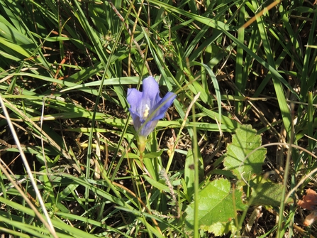 Marsh gentian