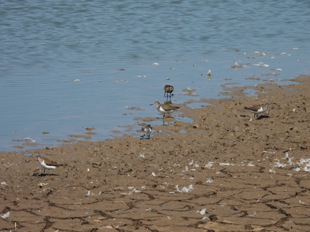 Common sandpipers feeding in mud on a lake edge (c) Garry Wright