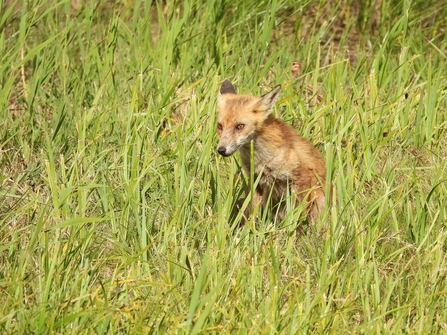 Red fox sitting in long grass (Garry Wright)