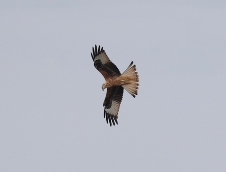 Red kite in flight (c) Garry Wright