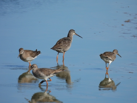 Spotted redshank and three redshank wading in shallow water (c) Garry Wright