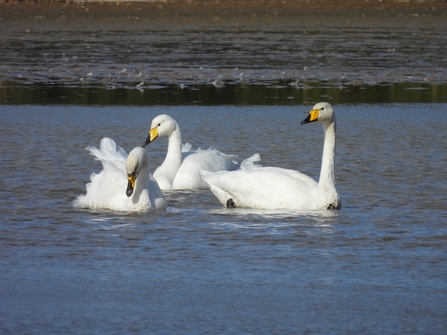 Three whooper swans on water (Garry Wright)