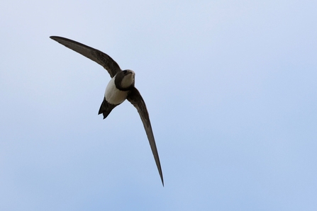 Alpine swift (c) Garry Wright