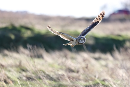 Short-eared owl in flight (c) Garry Wright