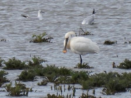 Spoonbill (c) Garry Wright