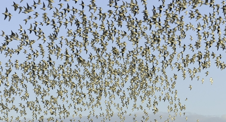 Flock of red knot (Calidris canutus) in flight at high water roost on the Wash estuary at Snettisham RSPB reserve in Norfolk