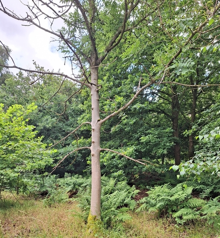 Ash tree affected by ash dieback