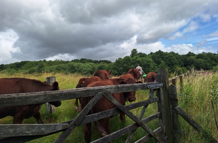 cattle following James