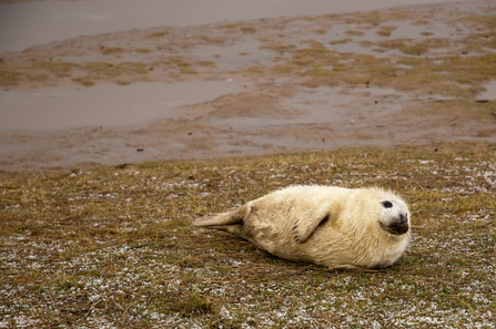 grey seal at Donna Nook