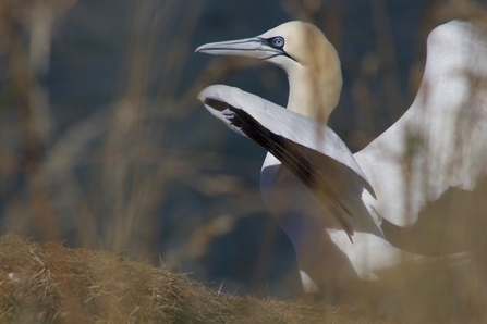 Gannet