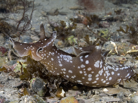 Sea hare