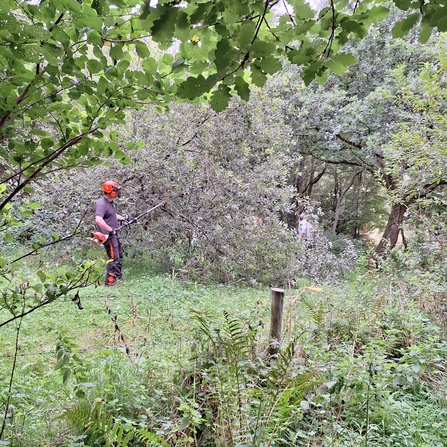 James cutting willow