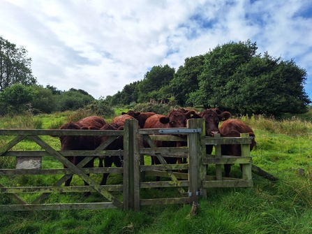 lincoln red huddled at fence