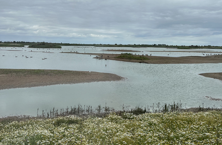 RSPB Frampton Marsh on 1 August 2023