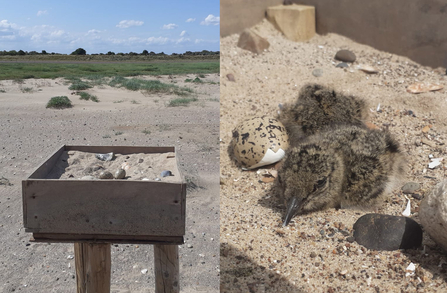 Oystercatcher nest on platform and hatched chicks at Gibraltar Point