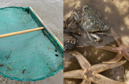 Net and marine life at Gibraltar Point at sea dipping event on 31 July 2023