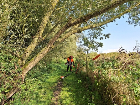 James cutting willow