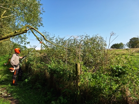 James cutting willow