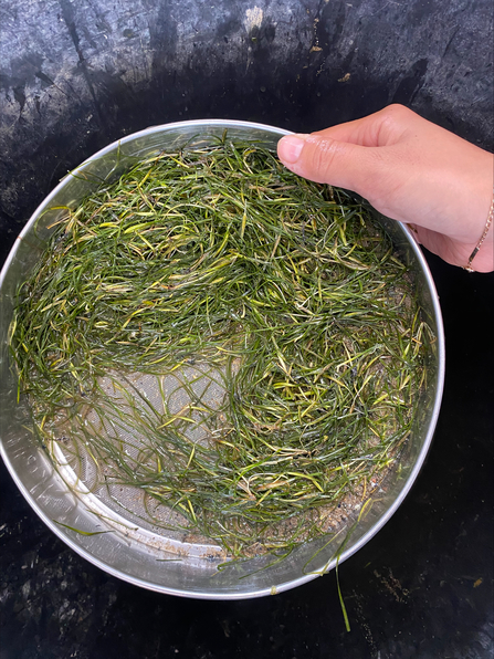 Seagrass seeds