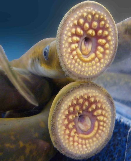 Lamprey