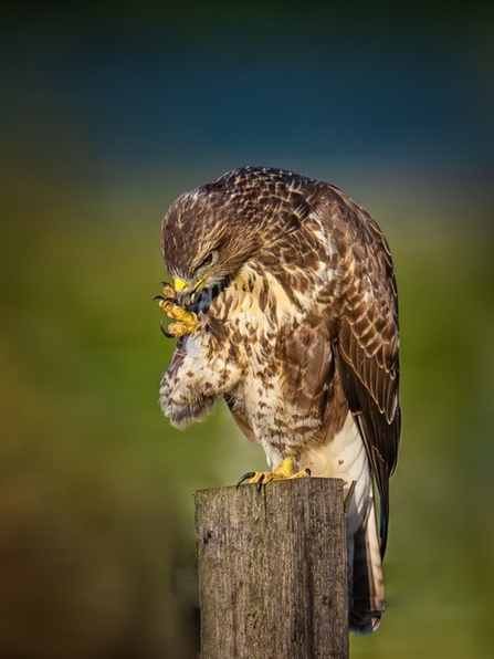 buzzard des lloyd