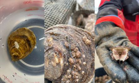 A nudibranch, polychaete worm and an edible crab